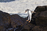 Image. Eselspinguin