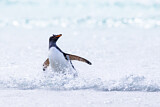 Image. Eselspinguin