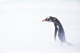 Image. Eselspinguin