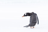Image. Eselspinguin