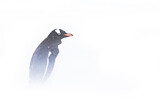 Image. Eselspinguin