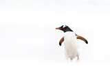 Image. Eselspinguin