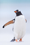 Image. Eselspinguin