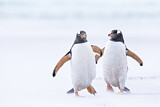 Image. Eselspinguin