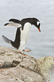 Image. Eselspinguin
