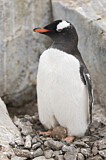 Image. Eselspinguin