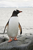 Image. Eselspinguin