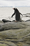 Image. Eselspinguin