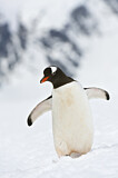 Image. Eselspinguin