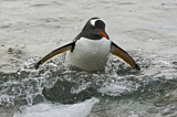 Image. Eselspinguin