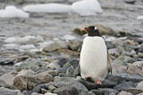 Image. Eselspinguin