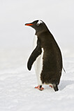 Image. Eselspinguin