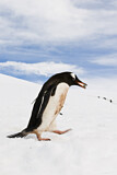 Image. Eselspinguin