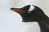 Image. Eselspinguin