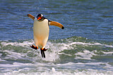 Image. Eselspinguin