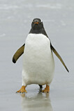 Image. Eselspinguin
