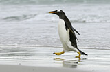 Image. Eselspinguin