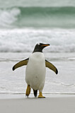 Image. Eselspinguin
