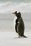 Image. Eselspinguin