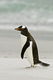 Image. Eselspinguin