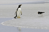 Image. Eselspinguin