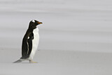 Image. Eselspinguin