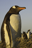 Image. Eselspinguin