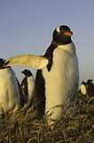 Image. Eselspinguin