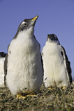 Image. Eselspinguin