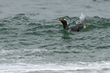 Image. Eselspinguin