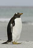 Image. Eselspinguin