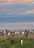 Image. Eselspinguin