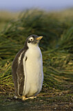 Image. Eselspinguin