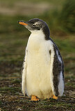 Image. Eselspinguin