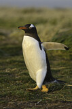 Image. Eselspinguin