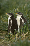 Image. Eselspinguin