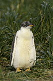Image. Eselspinguin