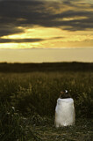 Image. Eselspinguin