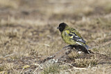 Image. Ethiopian Siskin