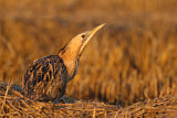 Image. Eurasian Bittern