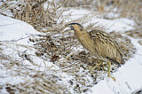 Image. Eurasian Bittern