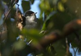 Image. Eurasian Blackcap
