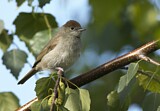 Image. Eurasian Blackcap