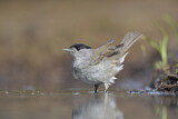Image. Eurasian Blackcap