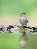 Image. Eurasian Blackcap