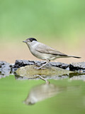 Image. Eurasian Blackcap
