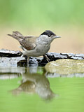 Image. Eurasian Blackcap