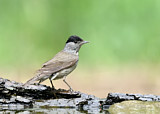Image. Eurasian Blackcap