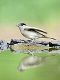 Image. Eurasian Blackcap