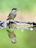 Image. Eurasian Blackcap
